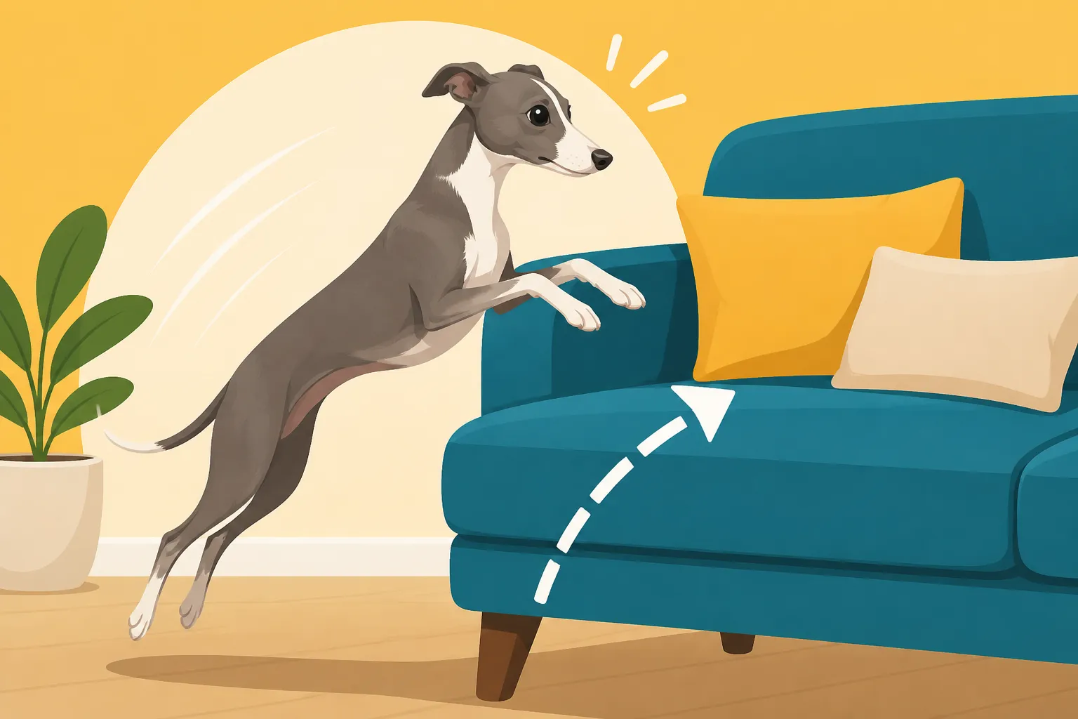 How an Italian Greyhound Gets Onto Furniture
