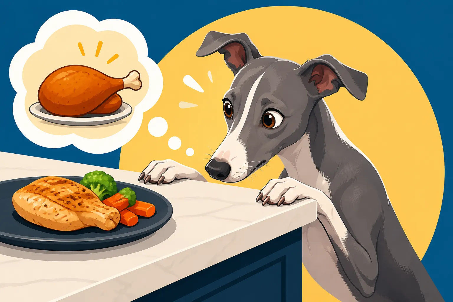 Why an Italian Greyhound Counter Surfs