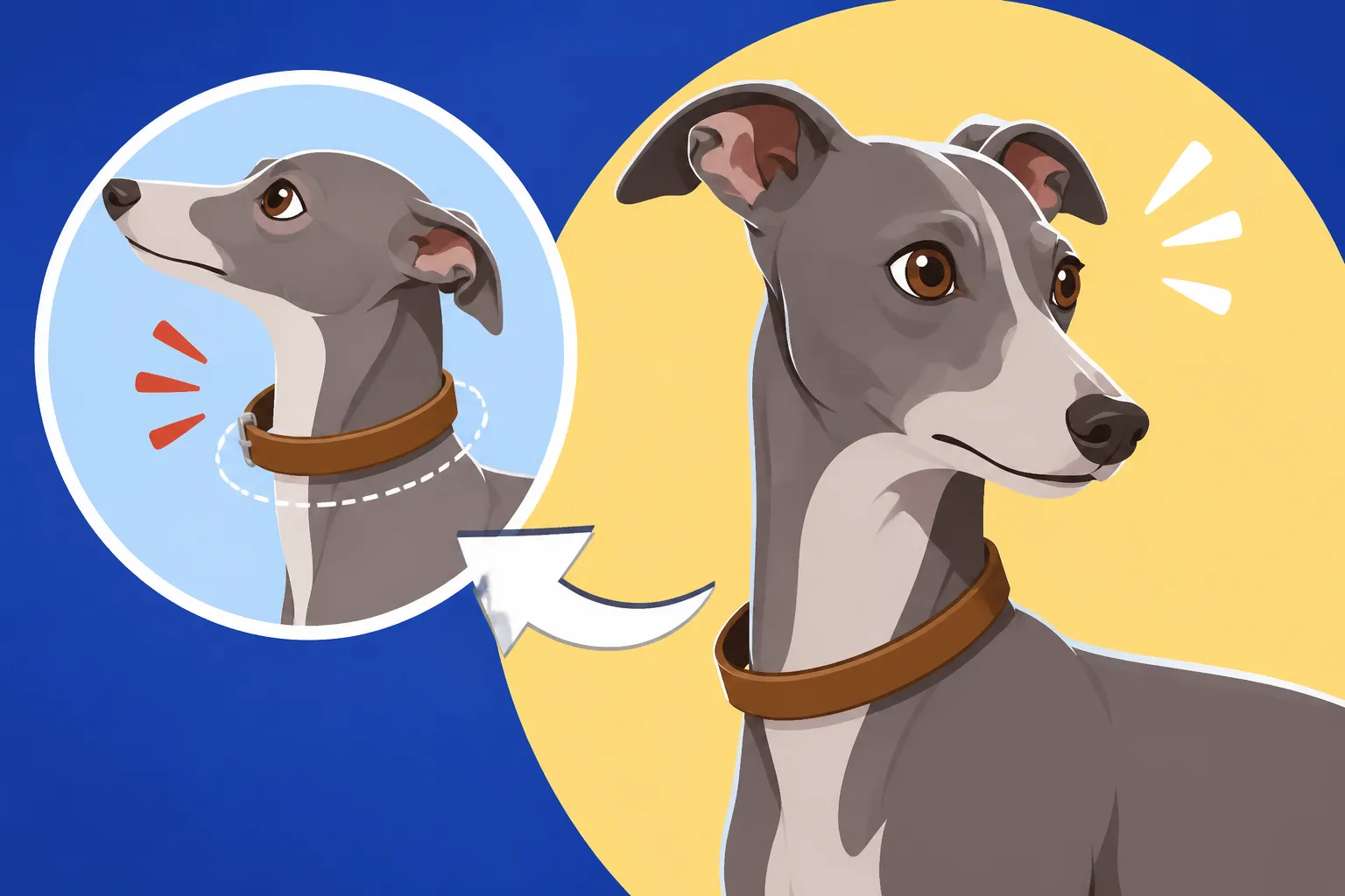 Why an Italian Greyhound Slips a Flat Collar