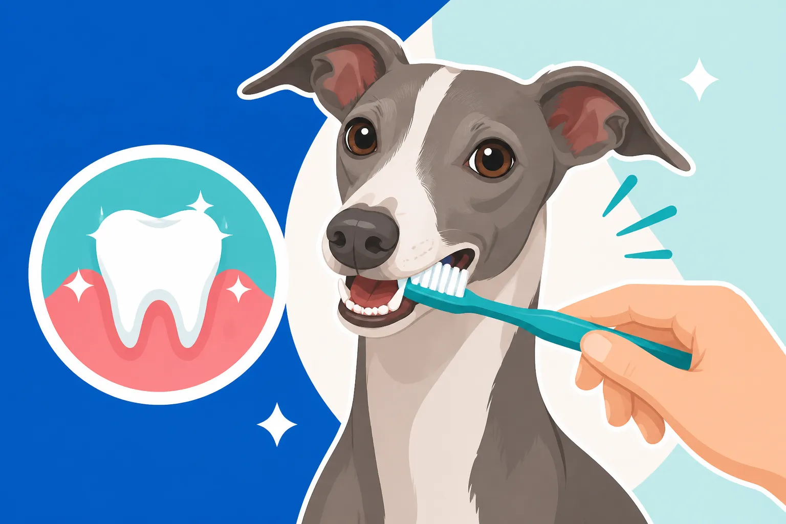 Brushing an Italian Greyhound's Teeth Is the Care Task That Matters