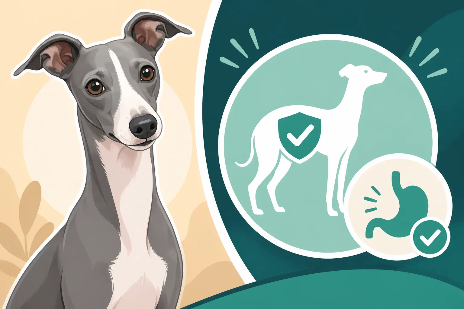Why an Italian Greyhound Does Not Bloat