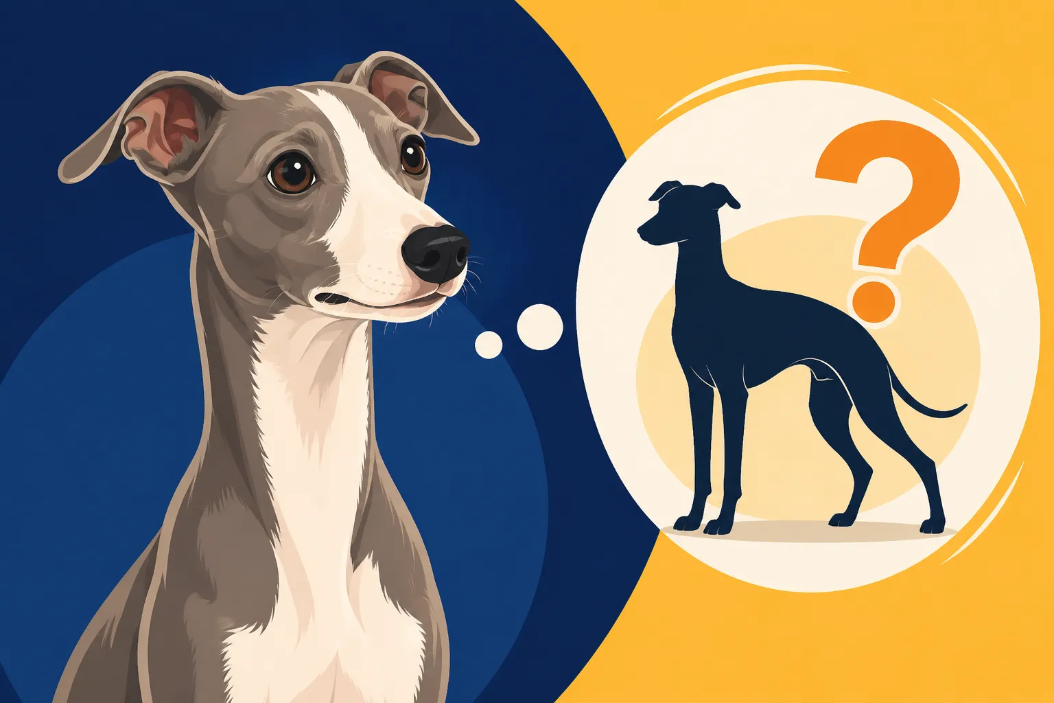 Whether an Italian Greyhound Can Reach Eighteen