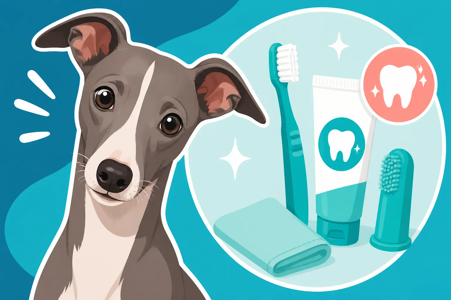 What to Brush an Italian Greyhound's Teeth With